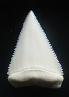 Žralok bílý – Carcharodon carcharias